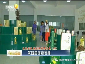 茶園里面看差距 以陜南茶旅融合為鏡，跳出陜西看旅游業務發展